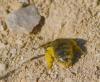 Lasioglossum sp.